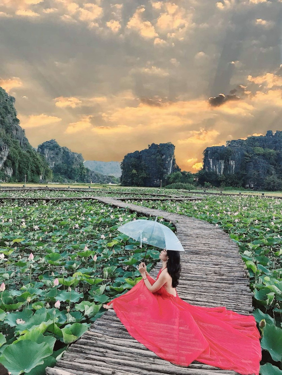 El loto cultivado en esta laguna proviene de Japón. Las flores florecerán hasta el final del año, más de lo normal que sólo duran dos meses. (Foto: Vietnam +)