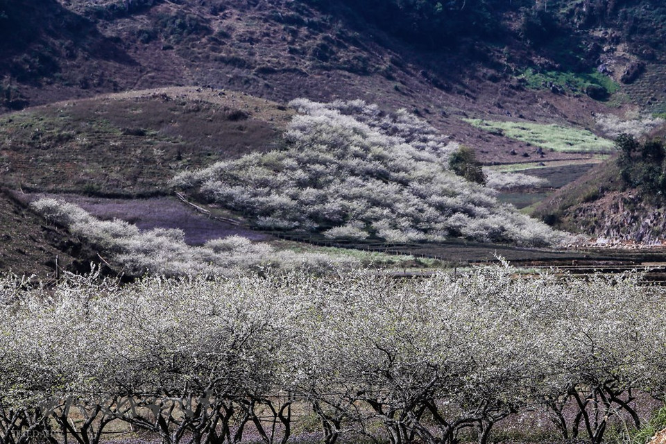 Al llegar a la meseta septentrional de Moc Chau en estos días, los visitantes tanto nacionales como extranjeros pueden observar la niebla blanca entre las flores blancas y rosadas de las plantas de ciruela. Este lugar se ha convertido en uno de los lugares favoritos de los vacacionistas vietnamitas durante los días de intensos fríos, especialmente en los días de la primera, a pesar de que los viajeros tienen pasar unas cuatro horas desde Hanoi a este lugar que se encuentran en la provincia norteña de Son La, donde habitan más de mil personas, que en su mayoría son etnias minoritarias. (Foto: Vietnam +)