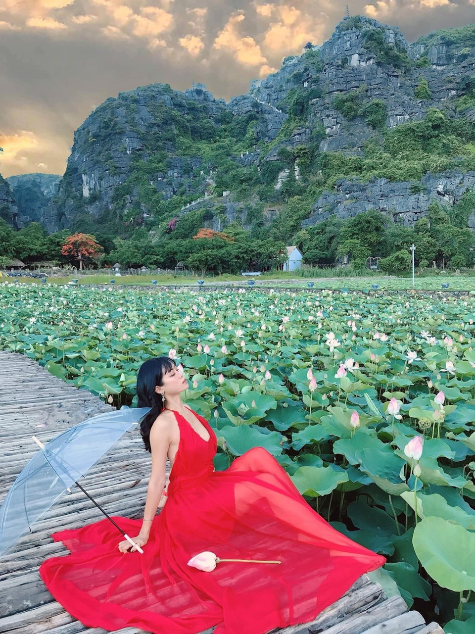 El loto cultivado en esta laguna proviene de Japón. Las flores florecerán hasta el final del año, más de lo normal que sólo duran dos meses. (Foto: Vietnam +)
