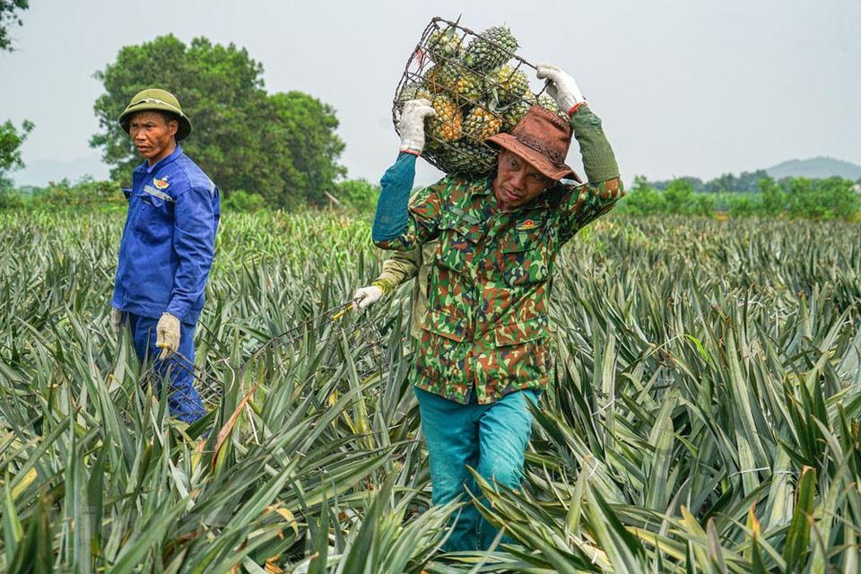 El terreno es apto para el cultivo de piña. (Foto: Vietnam +)