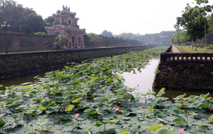 Flores de loto en la ciudadela de Hue (Foto: VNA)