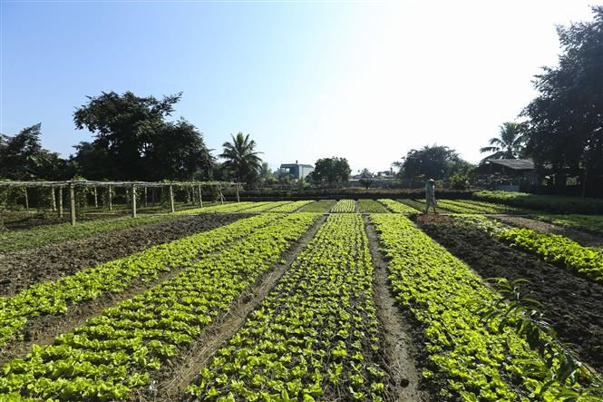 Un modelo de cultivo de hortalizas limpias proporciona hortalizas para el mercado provincial (Foto: VNA)