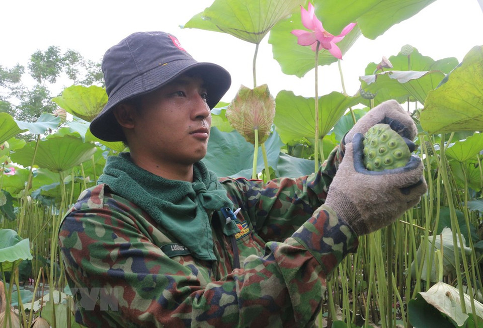 Campos de loto en la comuna de Chuyen Ngoai, provincia de Ha Nam. (Foto: VNA)
