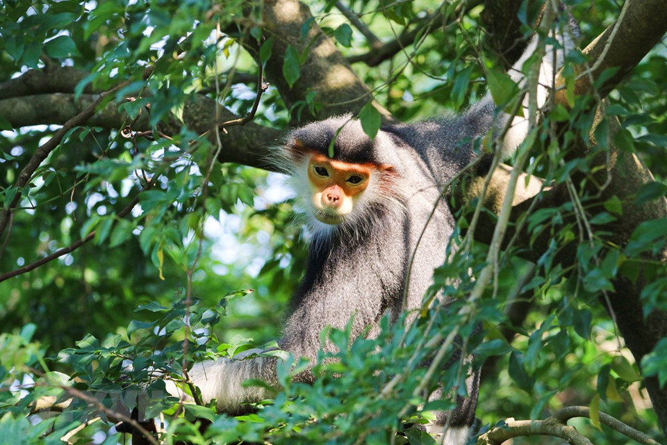 El douc langur habitan en colonias (Foto: VNA)