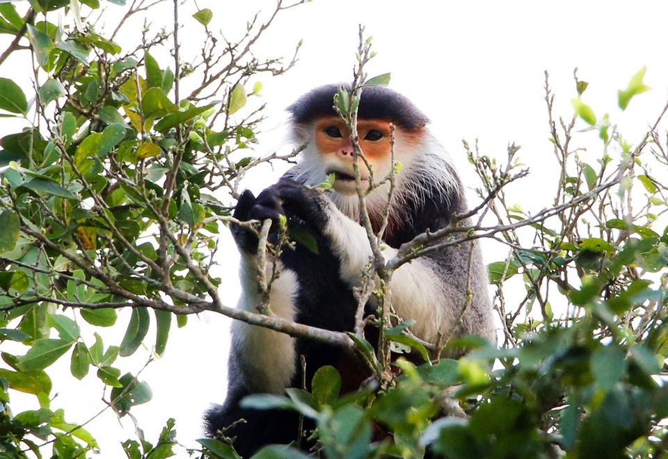 Hay cientos de douc langur que habitan en grupos en Son Tra, cada uno entre cinco y siete individuos. El douc langur solo come hojas y tiene 5 colores típicos: gris ceniza, negro, blanco, rojo marrón, amarillo. (Foto: VNA)