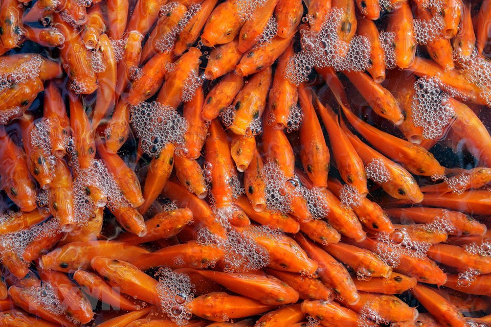 El fuego de la cocina simboliza la reunión familiar, abundante cosecha y desarrollo agrícola. Por eso, esta costumbre muestra las aspiraciones a la felicidad y prosperidad ante la llegada del Nuevo Año Lunar, también llamado Tet. Foto: En el pueblo Thuy Tram, en la provincia norteña de Phu Tho, se cultivan carpas amarrillas y rojas para vender el 23 de diciembre lunar. (Fuente: VNA) 