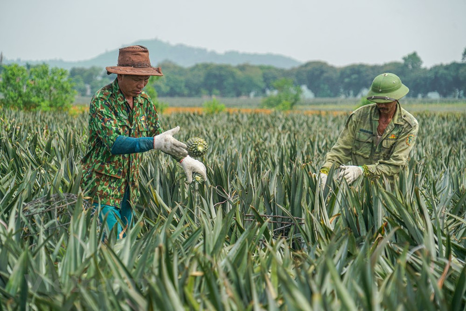 El terreno es apto para el cultivo de piña. (Foto: Vietnam +)