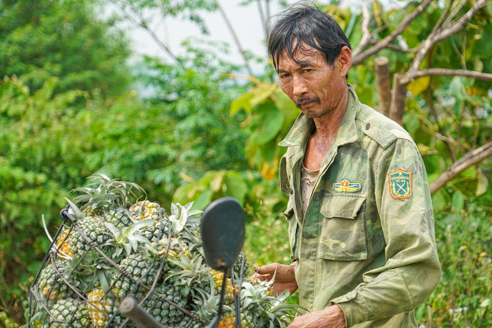 La cosecha de piña comienza muy temprano para evitar el intenso sol de verano. (Foto: Lam Phan / Vietnam +)