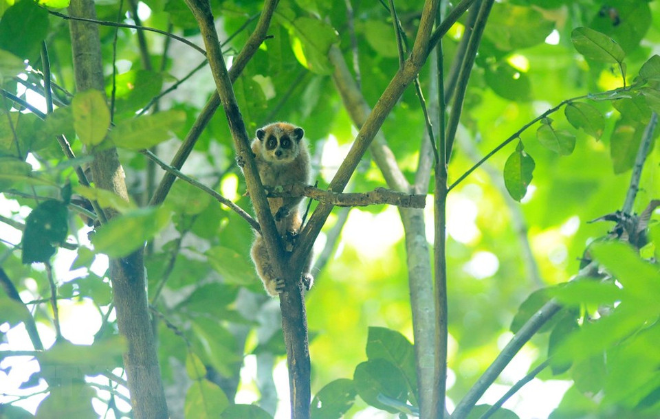 Guardabosques de Son La liberan a un loris lento pigmeo al bosque luego de rescatarlo. (Fuente: VNA)