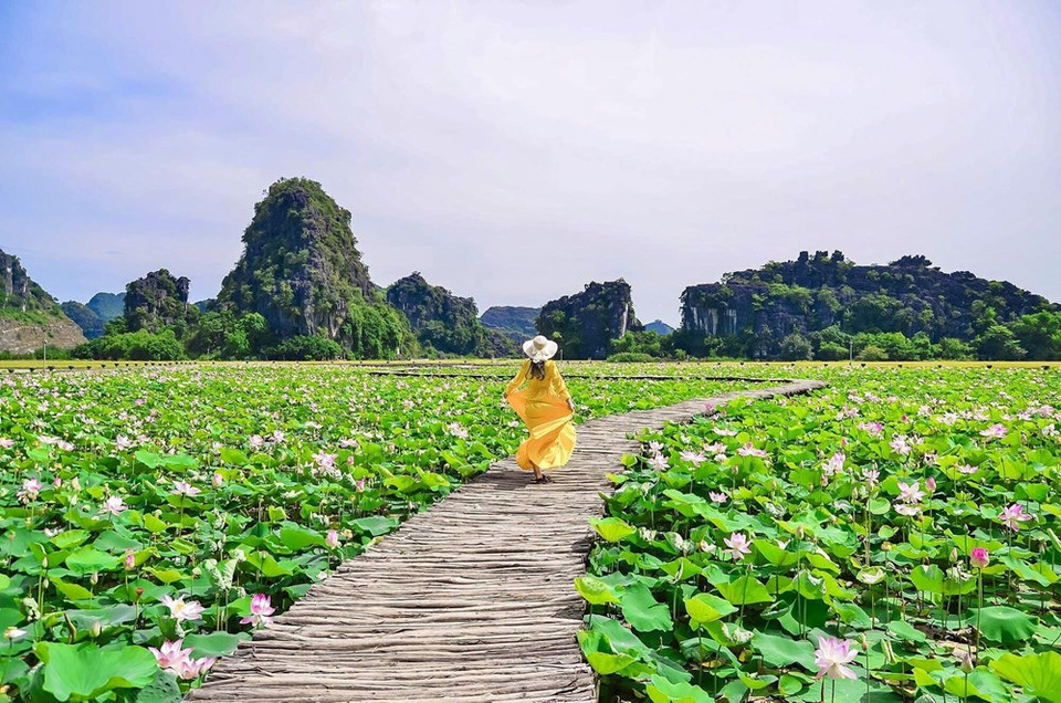 El pasaje encantador de la laguna con las flores de lotos. (Foto: Vietnam +)