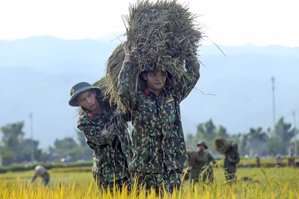 Los agricultores y soldados locales cosechan el arroz en Muong Thanh (Foto: VNA)