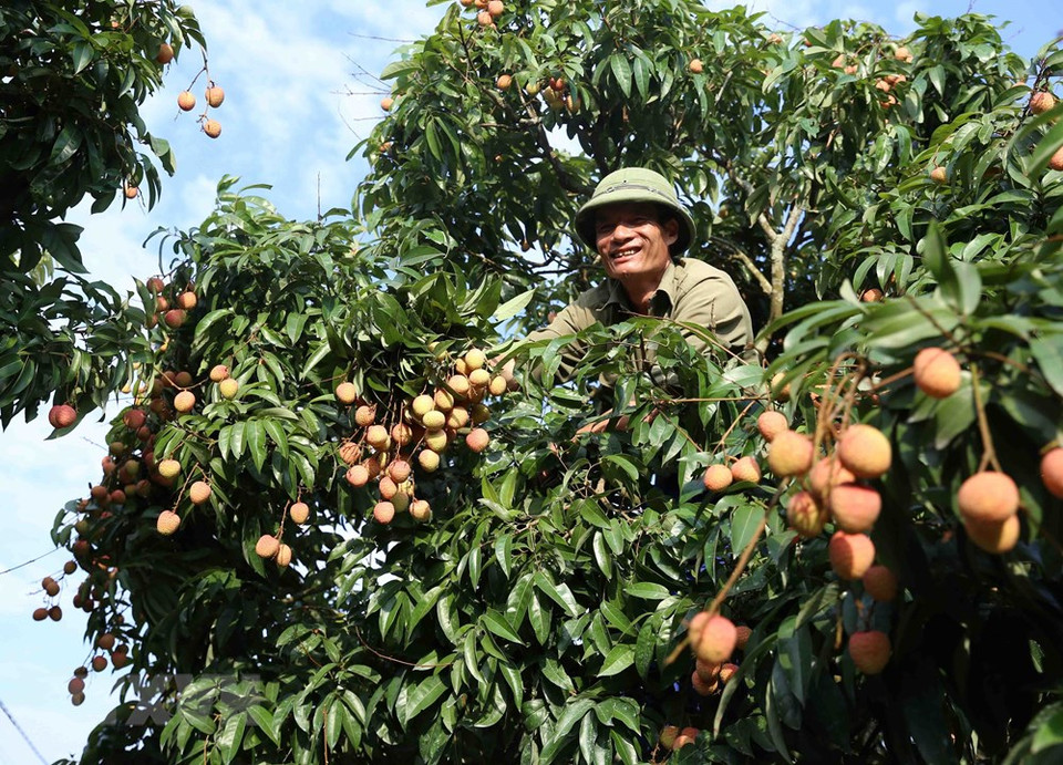Cosechando lichi en aldea de Phuc Gioi, comuna de Thanh Quang. (Foto: VNA)