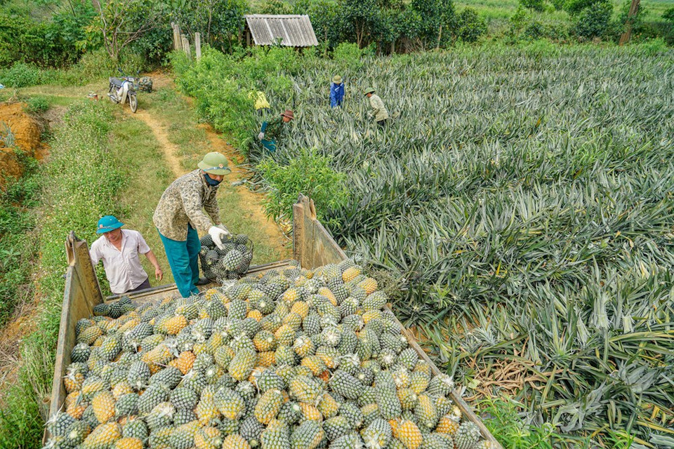Los agricultores aplican nuevos métodos del cultivo para mejorar el rendimiento y la calidad de la fruta. (Foto: Vietnam +)