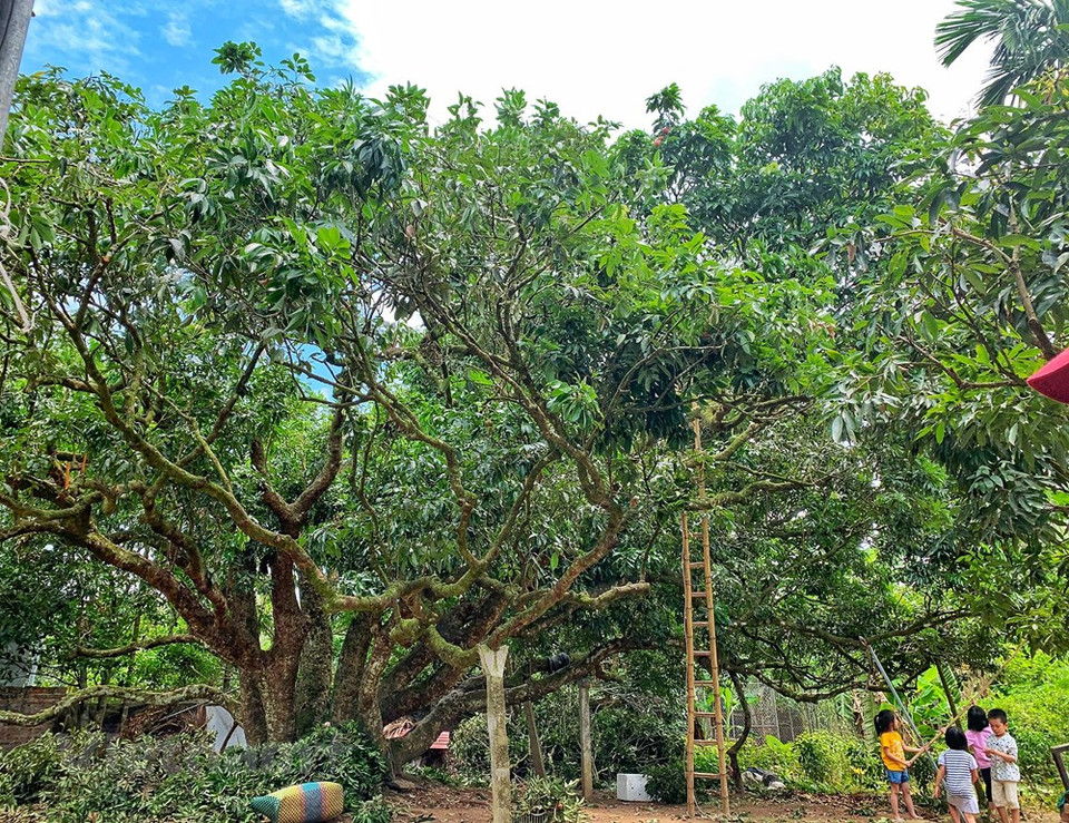 Hoang Van Com, nacido en Mau Than 1848, era la persona que trajo variedad de lichi a Thanh Ha. (Foto: Vietnam +)