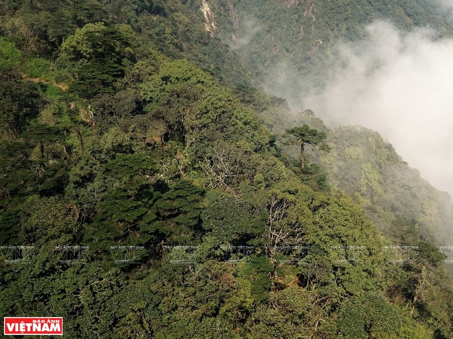 El Parque Nacional Hoang Lien, uno de los bosques más grandes en Vietnam (Foto: VNA)