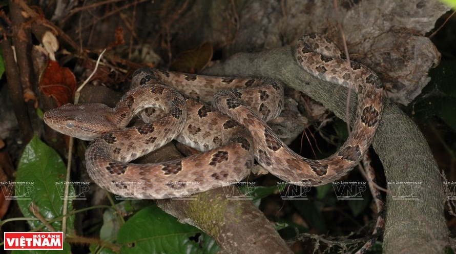 Las especies preciosas de aves, tortugas, serpientes y otras están estrictamente protegidas en los 10 AHP de Vietnam (Foto: VNA)