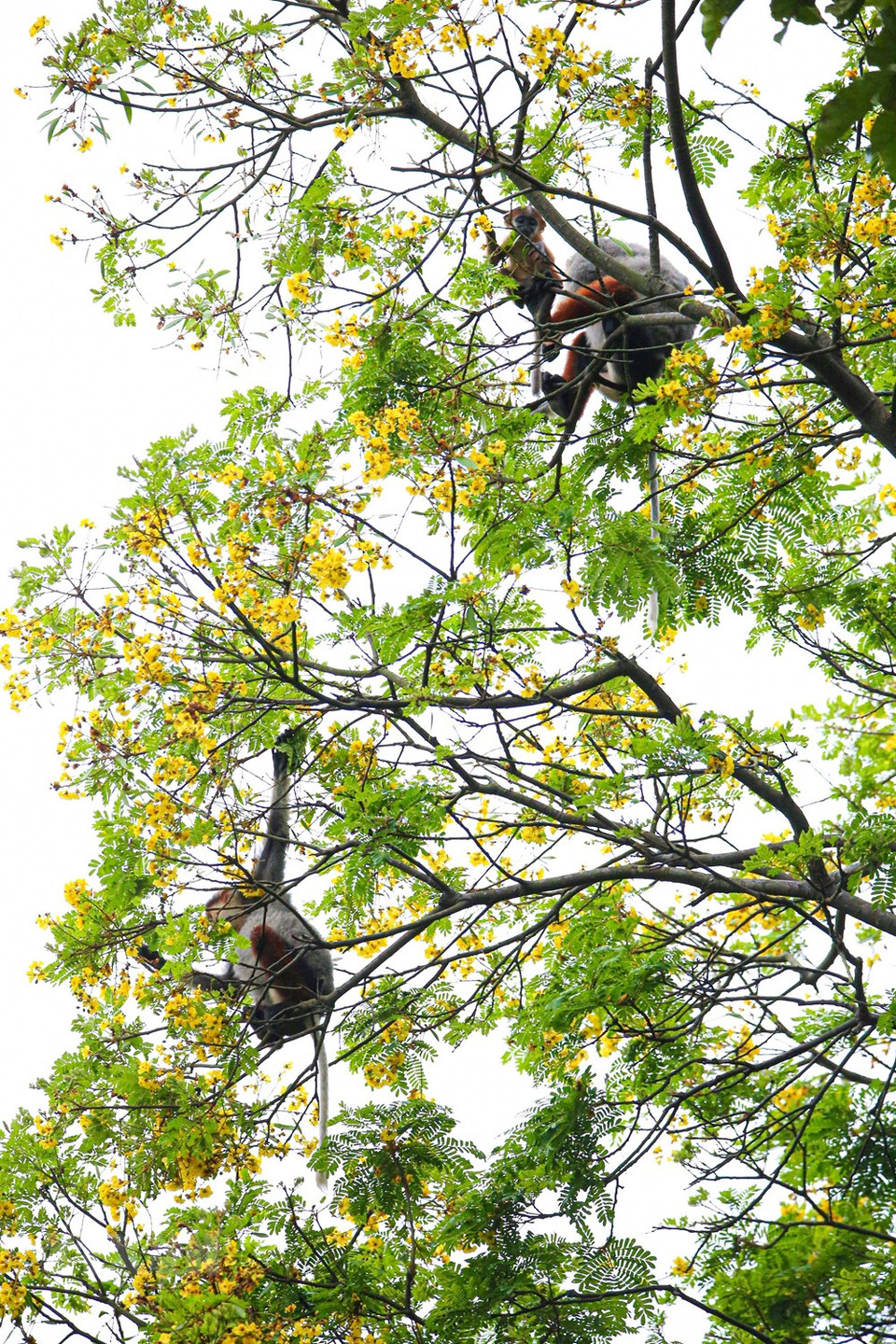 El douc langur habitan en colonias (Foto: VNA)