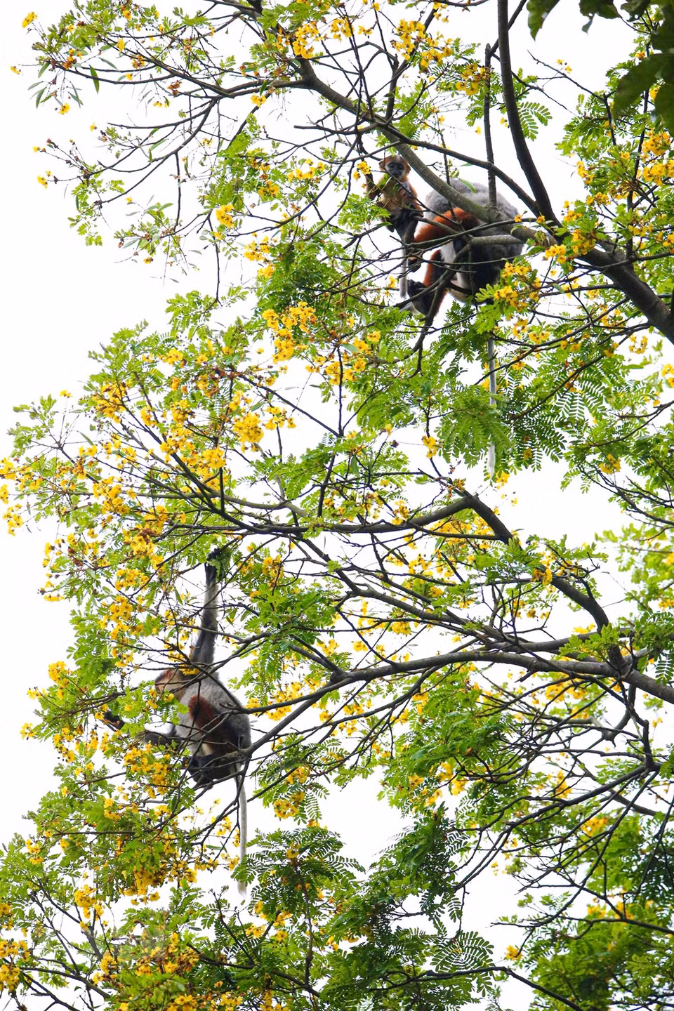 El douc langur habitan en colonias (Foto: VNA)