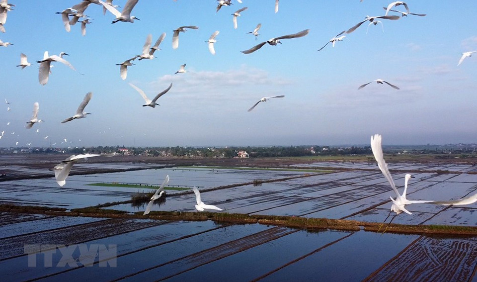 En la primavera, numerosas bandadas de pájaros y cigüeñas vienen en los campos arrozales de la provincia central de Thua Thien-Hue para alimentarse. (Foto: Ho Cau/VNA)