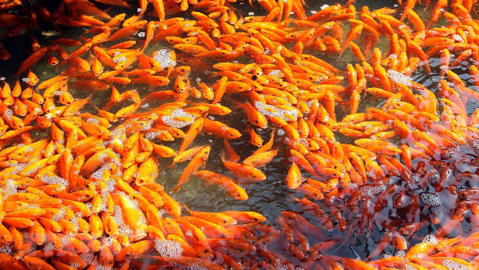 Durante esta tradición, son depositadas en esas aguas carpas amarillas y rojas, las cuales, según la creencia popular, ayudarán a Ong Cong y Ong Tao a llegar al paraíso. Foto: En el pueblo Thuy Tram, en la provincia norteña de Phu Tho, se cultivan carpas amarrillas y rojas para vender el 23 de diciembre lunar. (Fuente: VNA) 