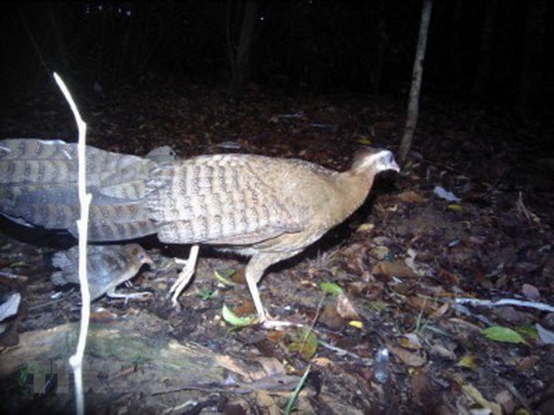Sao faisán en el bosque de Kon Plong (Foto: VNA)