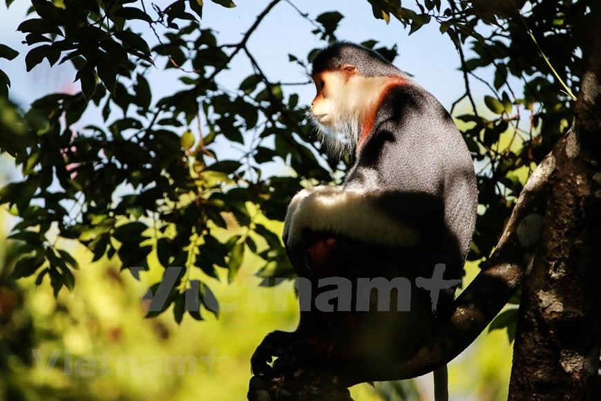 El douc langur rojo, conocido por primera vez en 1771, está en la Lista Roja de Especies Amenazadas de la UICN (Foto: VietnamPlus)