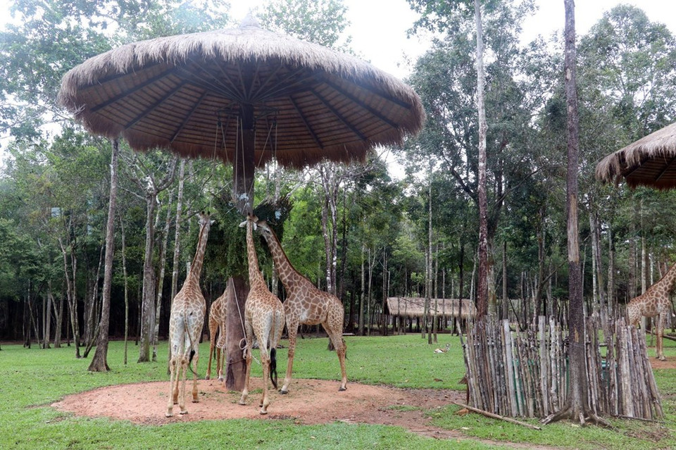 Jirafas en Vinpearl Safari Phu Quoc (Foto: VNA)