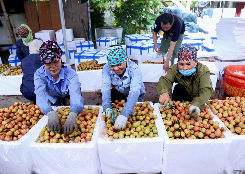 Cosechando lichi en aldea de Phuc Gioi, comuna de Thanh Quang. (Foto: VNA)