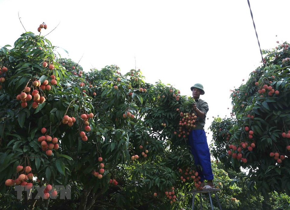 Cosechando lichi en aldea de Phuc Gioi, comuna de Thanh Quang. (Foto: VNA)