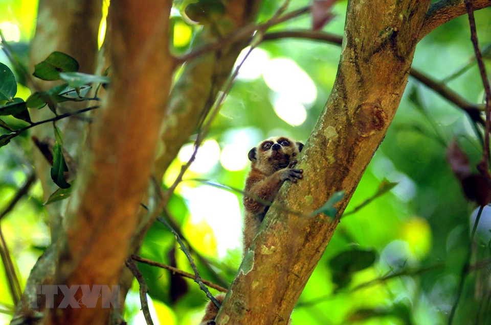 Guardabosques de Son La liberan a un loris lento pigmeo al bosque luego de rescatarlo. (Fuente: VNA)