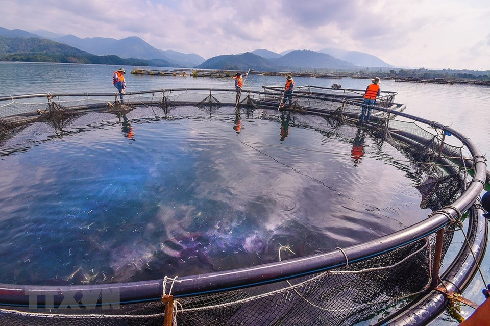 Cultivo de esturiones en el lago Da Mi (Foto: VNA)