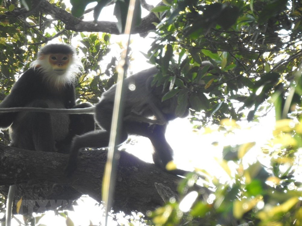 Langur de patas grises en Kon Plong. (Foto: VNA)
