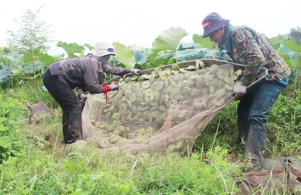 Campos de loto en la comuna de Chuyen Ngoai, provincia de Ha Nam. (Foto: VNA)