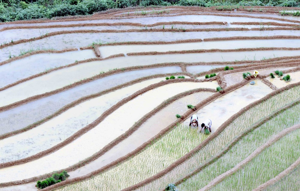 En la temporada de lluvia que se inicia en junio, los pueblos de la etnias Mong y Thai en la comuna de Chieng Muon, en la provincia norteña de Son La, aprovechan las abundantes aguas para cultivar el arroz. (Foto: VNA)