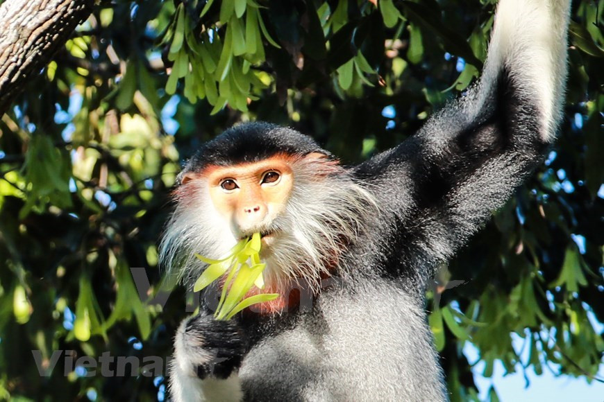 El bosque proporciona el suministro de alimentos más abundante para los langures de douc entre abril y junio (Foto: VietnamPlus)
