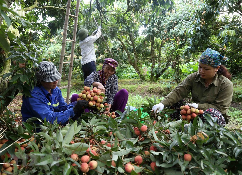 Se preparan para la exportación de lichi en aldea de Phuc Gioi, comuna de Thanh Quang. (Foto: VNA)