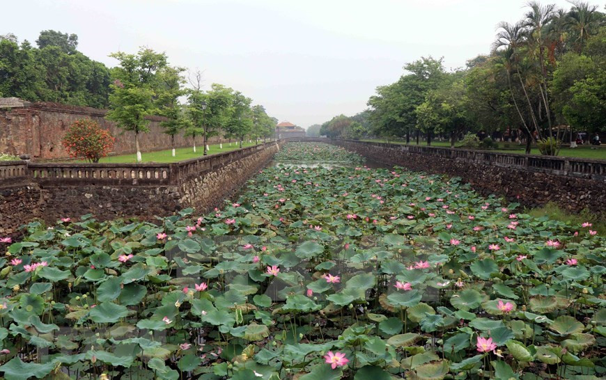 Las flores de loto en los lagos en la antigua ciudad imperial Hue (Foto: VNA)