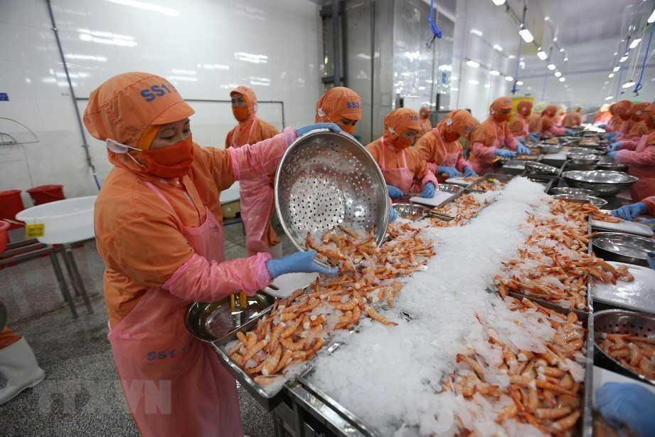 Producción de camarones en la Zona Industrial Thanh Hai (Foto: VNA)