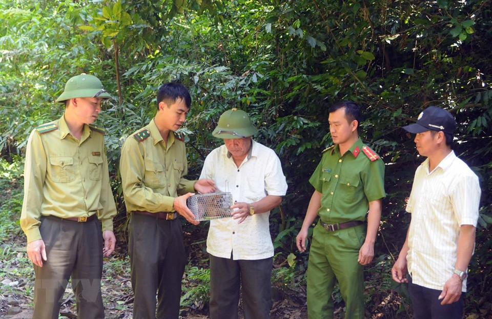 Guardabosques de Son La liberan a un loris lento pigmeo al bosque luego de rescatarlo. (Fuente: VNA)