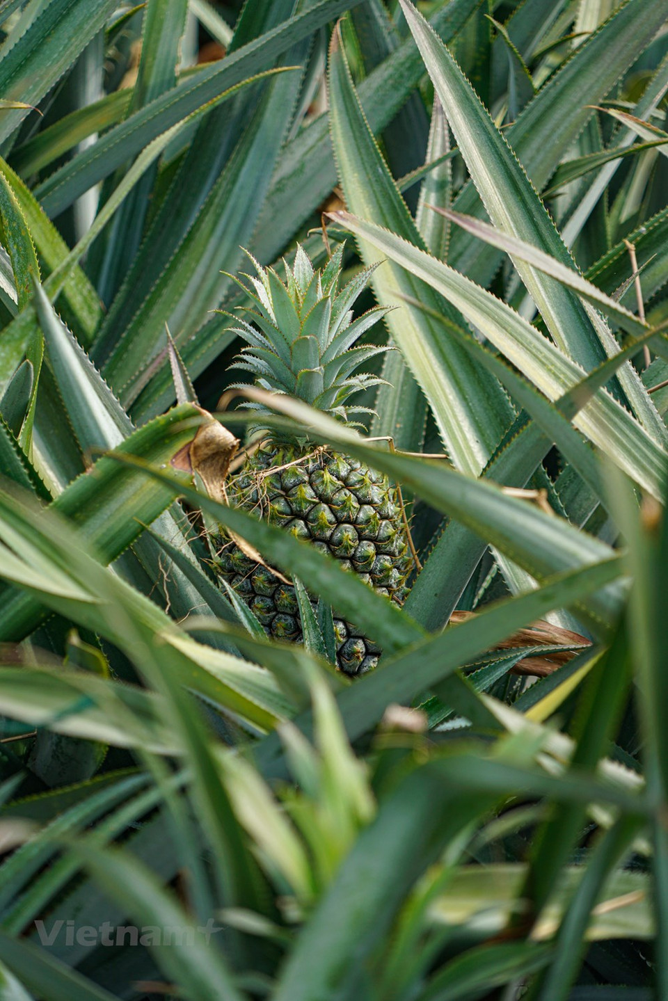 Se cultivan piñas en Tam Diep desde los años 70 del siglo pasado. La granja Dong Giao es muy conocida en la zona por su siembra de esta fruta. (Foto: Vietnam +)