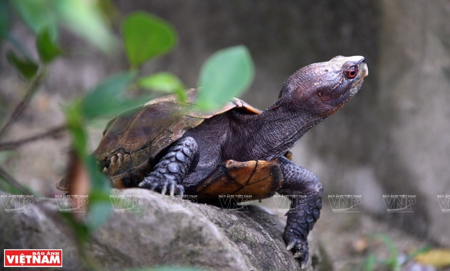 El programa AHP fue lanzado en 2006 por el Centro para la Biodiversidad de la ASEAN después de su establecimiento. Los países miembros acordaron establecer "una región de la ASEAN en la que la biodiversidad se conserva, se gestiona y se utiliza de forma sostenible, y se comparte equitativamente para el bienestar de sus pueblos". (Foto: VNA)