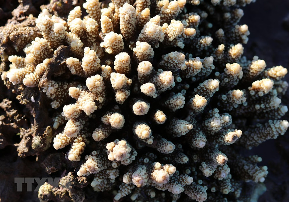Los corales se pueden observar solo desde mayo hasta finales de julio, lo que crean hermosos paisajes. (Foto: VNA)