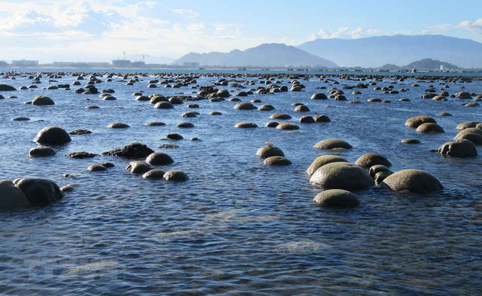 Cada vez que la marea retrocede, el arrecife de coral en la ciudad de Phan Rang-Thap Cham aparece con varias formas y colores. (Foto: VNA)