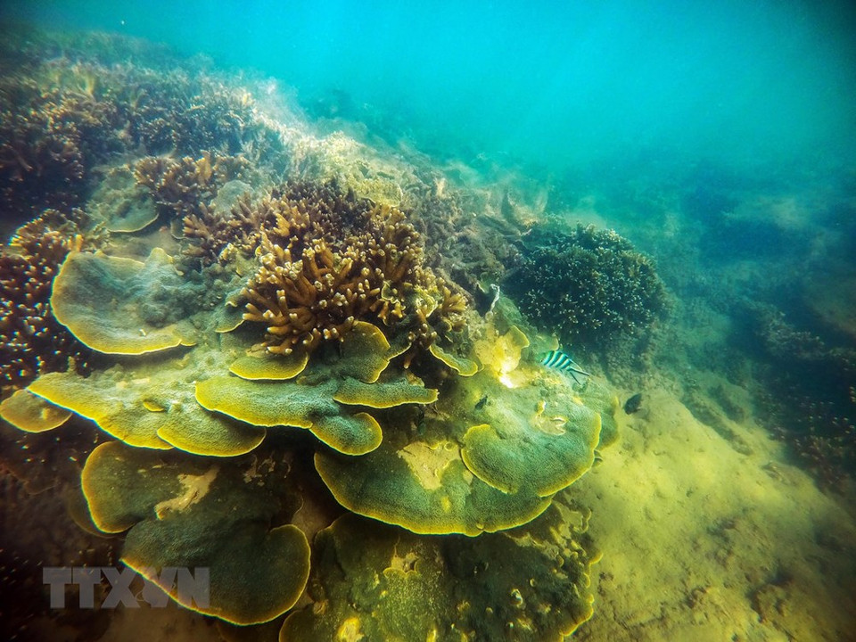 Cada vez que la marea retrocede, el arrecife de coral en la ciudad de Phan Rang-Thap Cham aparece con varias formas y colores. (Foto: VNA)