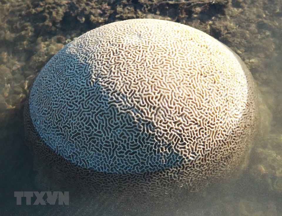Cada vez que la marea retrocede, el arrecife de coral en la ciudad de Phan Rang-Thap Cham aparece con varias formas y colores. (Foto: VNA)
