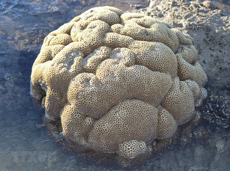 El arrecife de corales crea hermosos paisajes. (Foto: VNA)