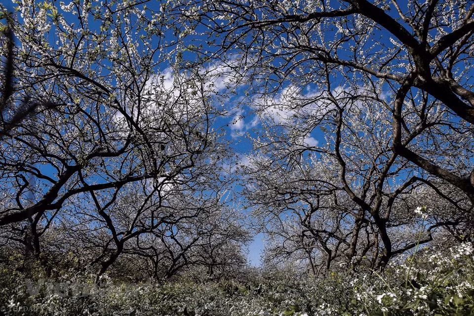  La meseta de Moc Chau, en las montañas norteñas de la provincia de Son La de Vietnam, se cubre de color blanco por la floración de las plantas de ciruela, lo que ofrece un panorama bello y pintoresco con vista desde arriba que atrae a los visitantes tanto nacionales como extranjeros. Moc Chau es popular entre los turistas vietnamitas e internacionales por sus tribus montañesas como la gente tailandesa blanca y negra y la gente muong, las colinas de té verde, la leche de Moc Chau, el paisaje natural de las cascadas Dai Yem, el pino de la colina y las flores del jardín de orquídeas. (Foto: Vietnam +)