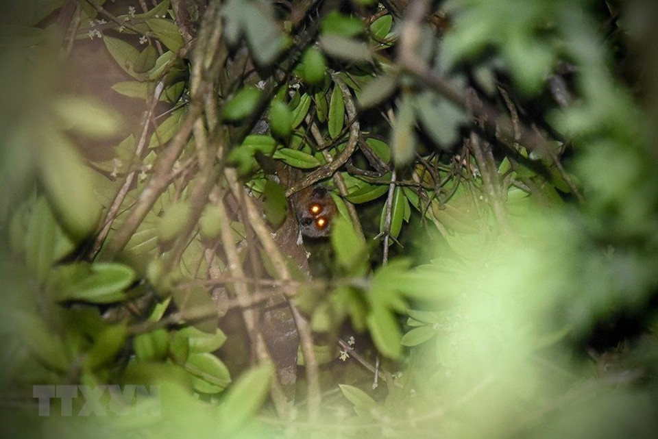 Pequeños loris en el bosque de Kon Plong (Foto: VNA)