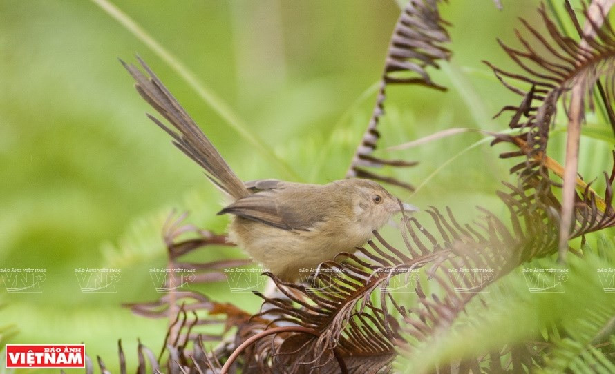El reconocimiento de AHP ha hecho contribuciones importantes para conservar la biodiversidad y los valores culturales e históricos para cada estado miembro, al tiempo que concientiza sobre la conservación del ecosistema en los países de la ASEAN (Foto: VNA)