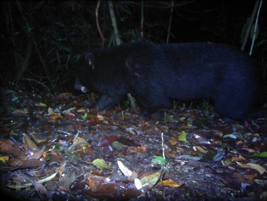 Oso de sol en el bosque de Kon Plong (Foto: VNA) 